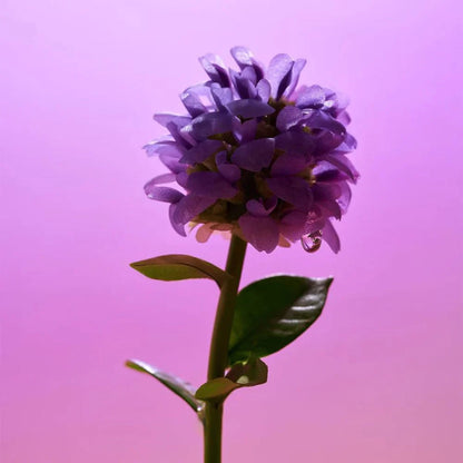 Eqqualberry Bakuchiol Plumping Serum – Anti-Aging & Firming 30ml